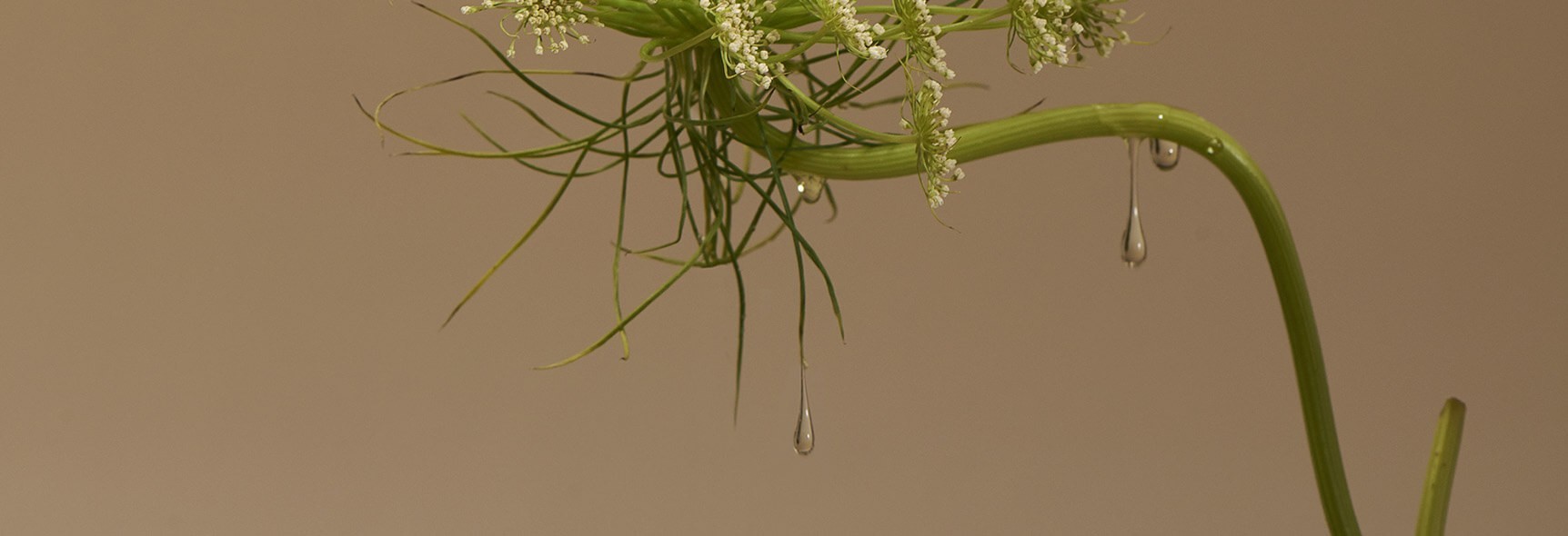 Produits cosmétiques pour le visage à base de plantes naturelles Corse